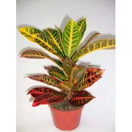 Croton