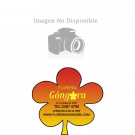corona N°5