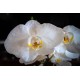 Planta de Orquídea (Phalaenopsis)