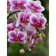 Planta de Orquídea (Phalaenopsis)