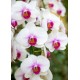 Planta de Orquídea (Phalaenopsis)