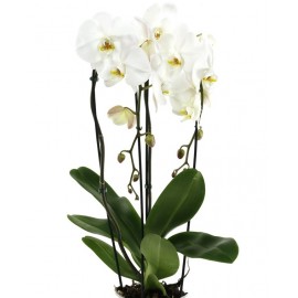 Planta de Orquídea (Phalaenopsis)