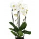 Planta de Orquídea (Phalaenopsis)