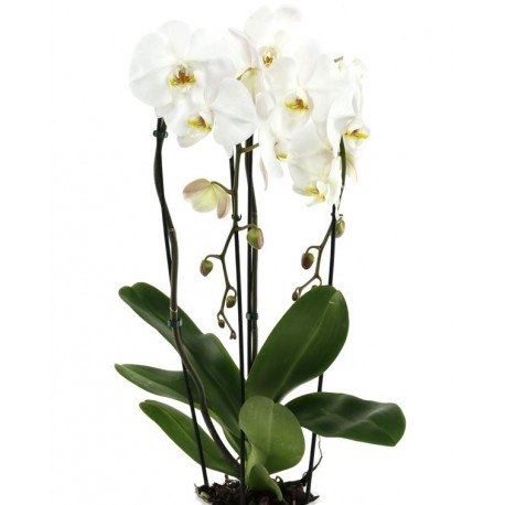 Planta de Orquídea (Phalaenopsis)