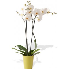 Planta de Orquídea (Phalaenopsis)