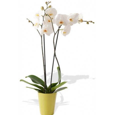 Planta de Orquídea (Phalaenopsis)