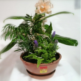 Conjunto de plantas
