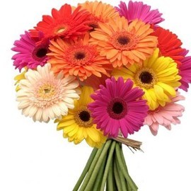 Gerberas